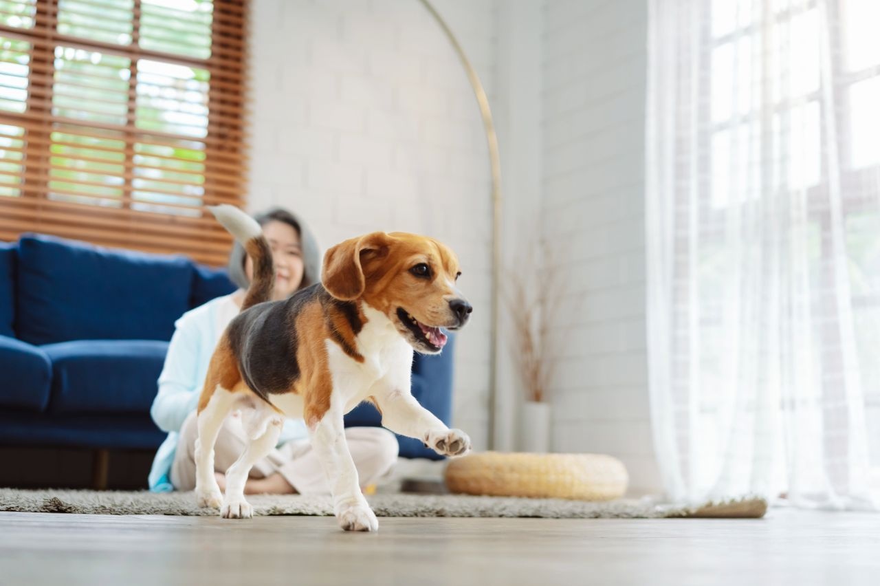 愛犬と住む家づくりについて