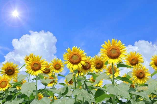 住宅の日射遮蔽について