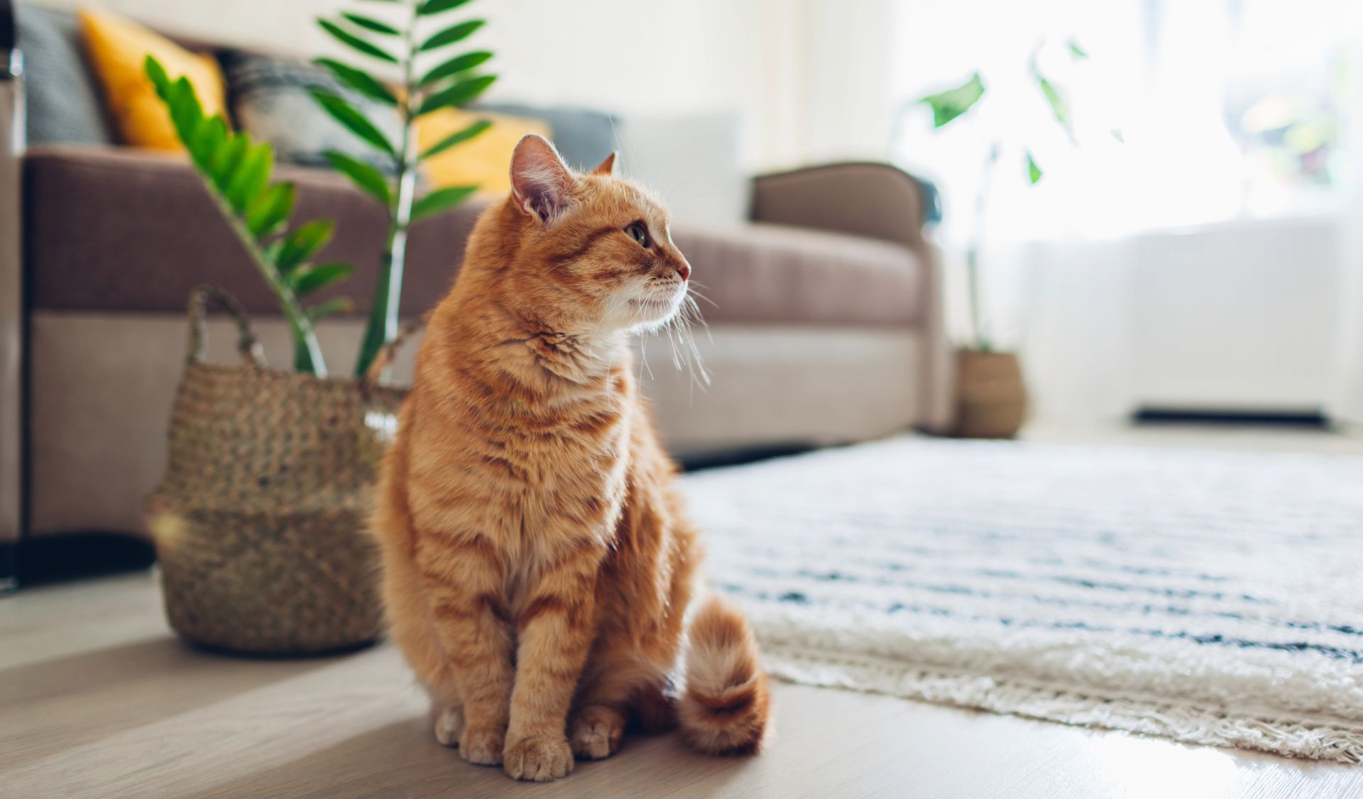 withcat_resize