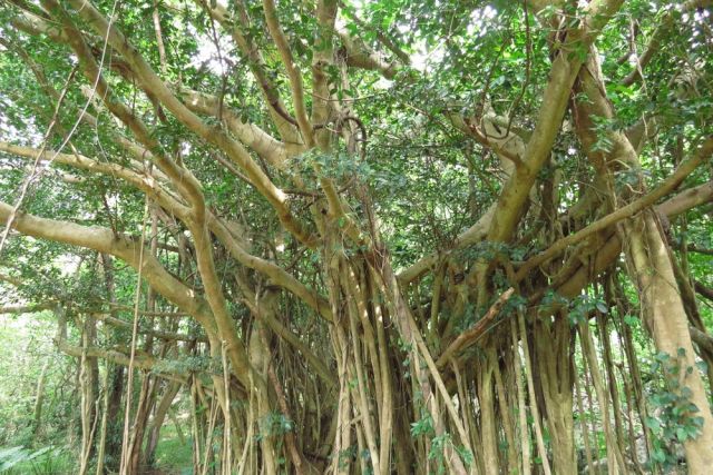 観葉植物　ガジュマルの木　キジムナー　沖縄　屋久島　木　